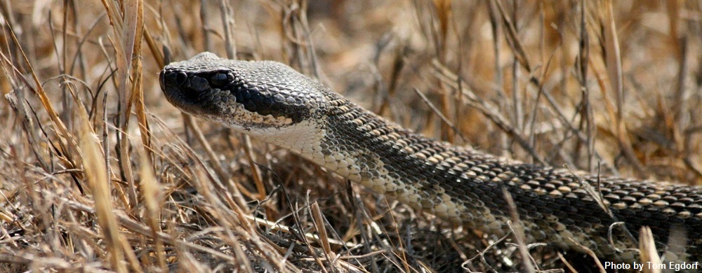 Rattlesnake slithering in dry grass